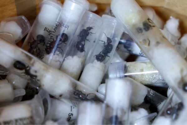 रानी चींटियाँ: ‘एक सूटकेस में 2,000 रानी चींटियाँ’: नैरोबी हवाई अड्डे पर टेस्ट ट्यूब में जीवित चींटियों की तस्करी के आरोप में चीनी व्यक्ति गिरफ्तार | विश्व समाचार