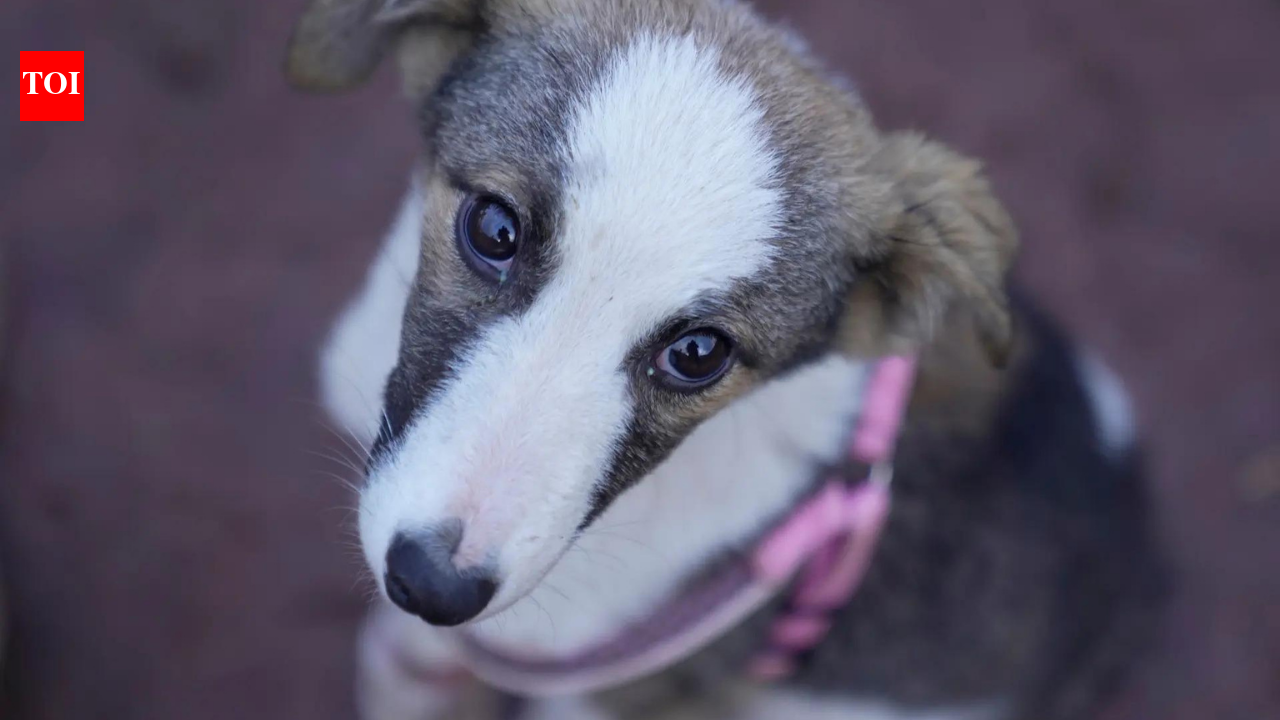 तेलंगाना के एक गांव में जहर से लगभग 100 आवारा कुत्तों की मौत | भारत समाचार