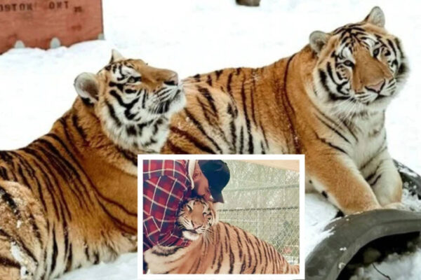 ज़ोहैब मसूद बाघ अभयारण्य: कनाडा के व्यक्ति ने आवासीय संपत्ति से दो बाघों को हटाने के लिए कहा, ‘हम उनकी शख्सियत जानते हैं’